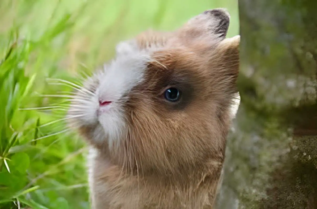 rabbit whiskers