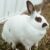 Rhinelander Rabbit Breed: Origin, Appearance, Characteristics, Cost, & Diet