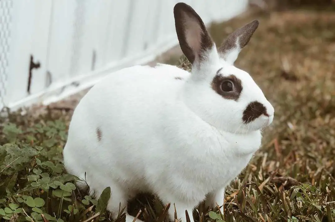 rhinelander rabbit