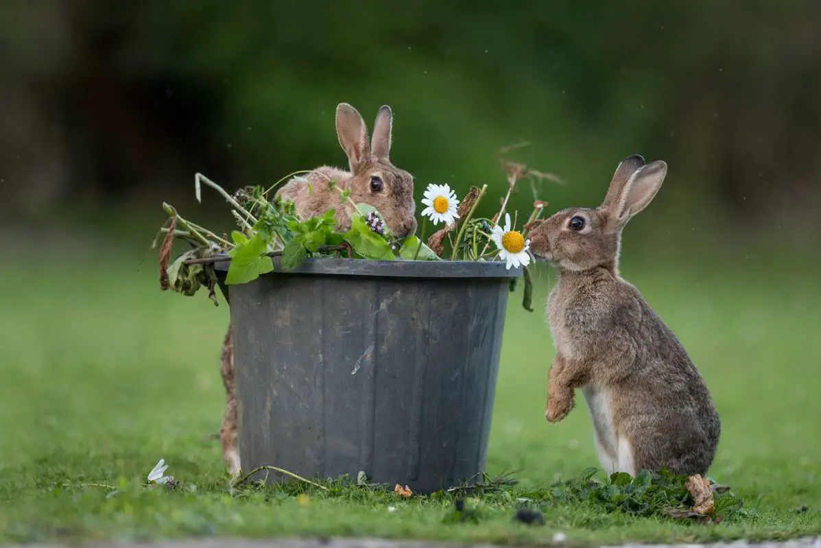 what attracts rabbits to your yard