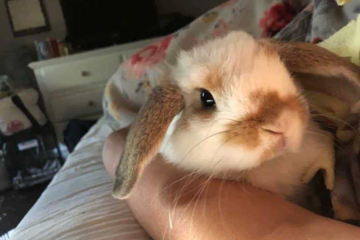 what does it mean when your rabbit digs on you