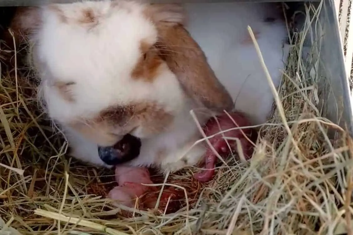 why do bunnies eat their babies