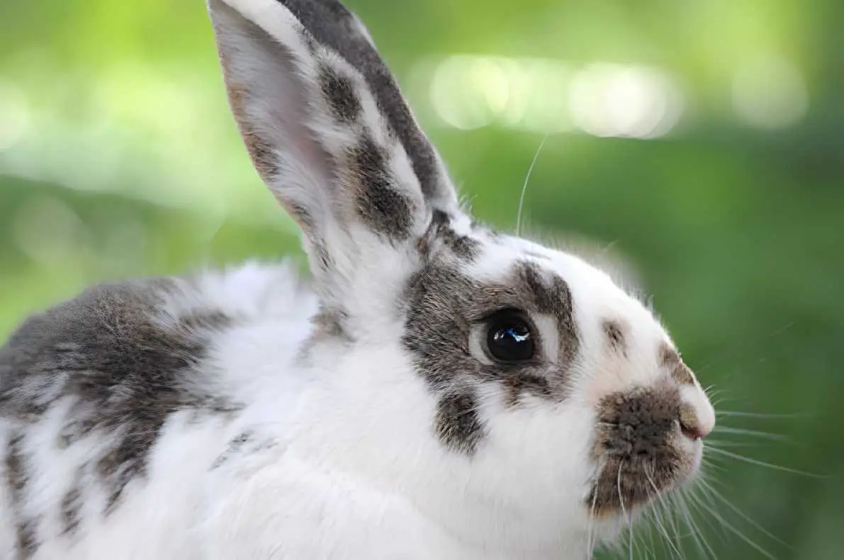 why do bunnies have whiskers