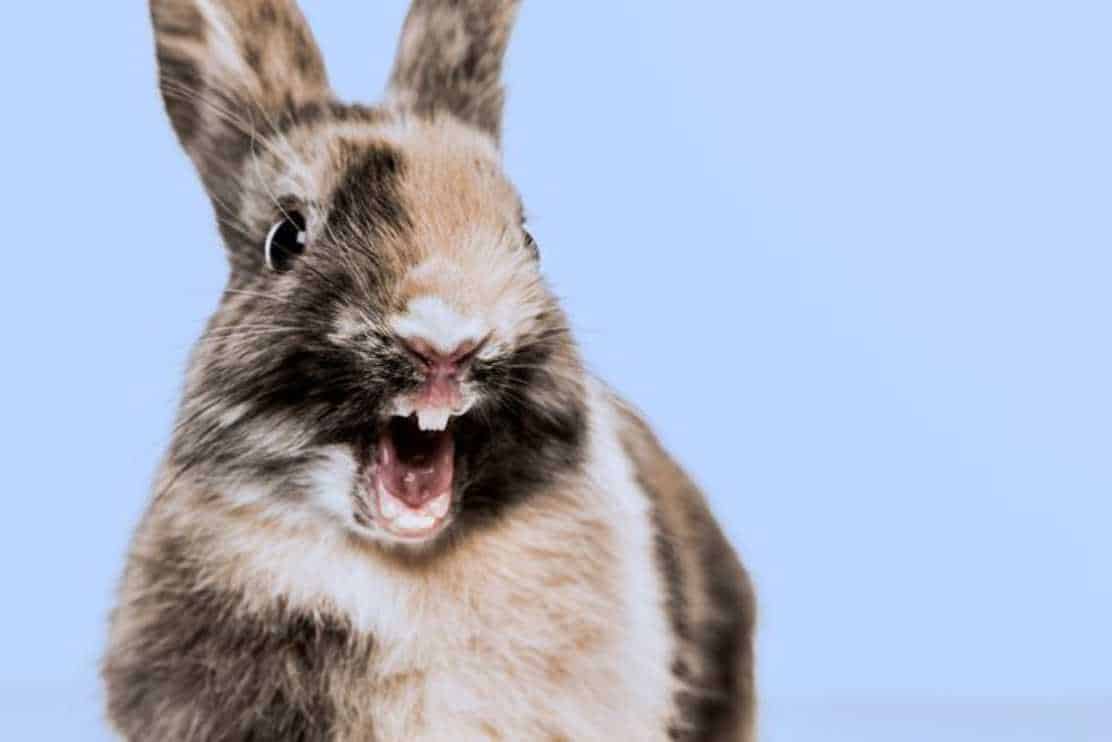 why do bunnies scream