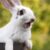 6 Reasons Why Do Rabbits Scream