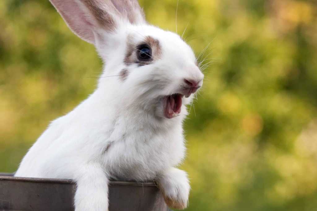 why do rabbits scream