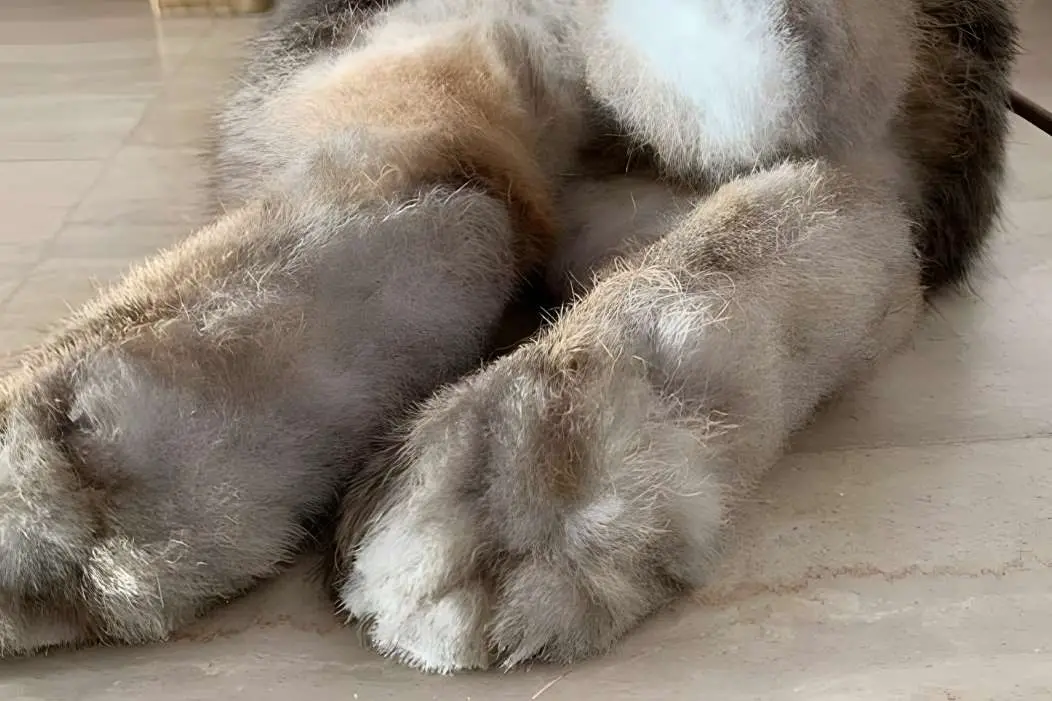 5 Ways To Protect Your Rabbits’ Feet Even With No Paw Pads