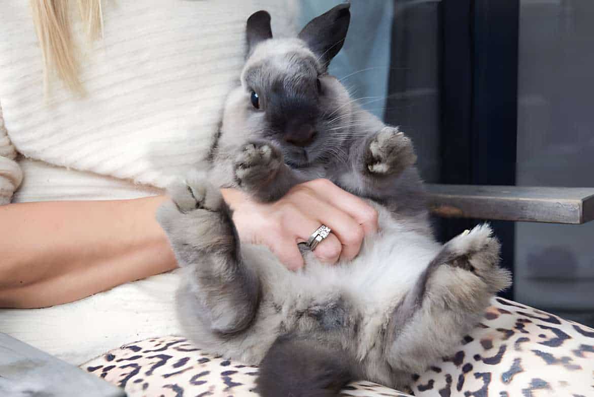 Do Rabbits Have Paw Pads