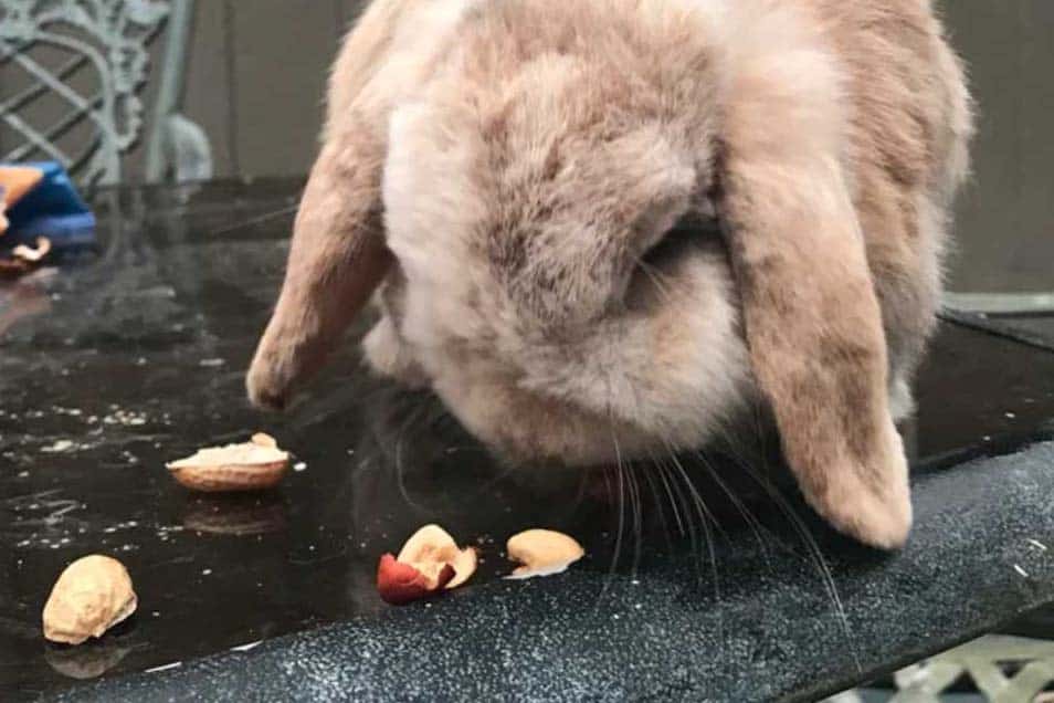 Should You Feed Your Rabbits Peanuts
