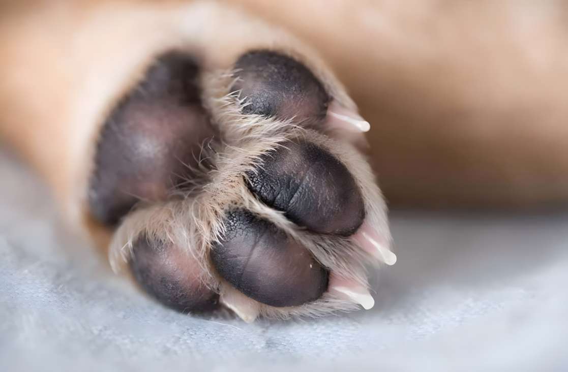 What Are Paw Pads