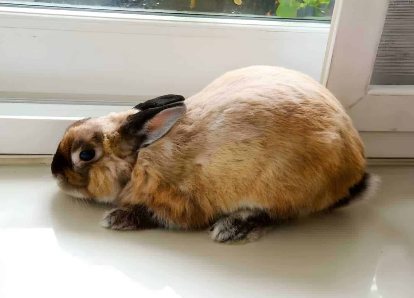 bunny seizure