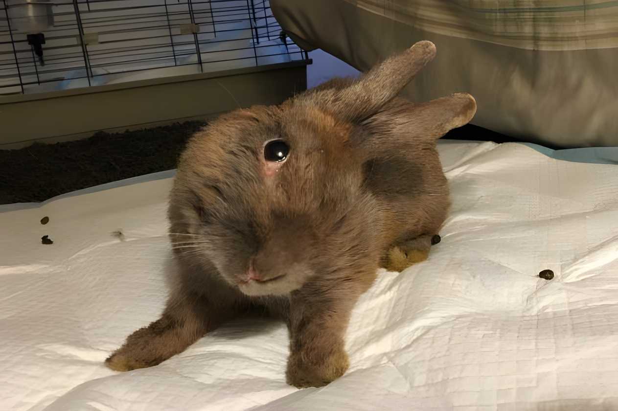 rabbit seizure