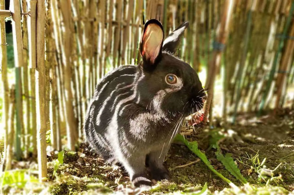 sumatran striped rabbit