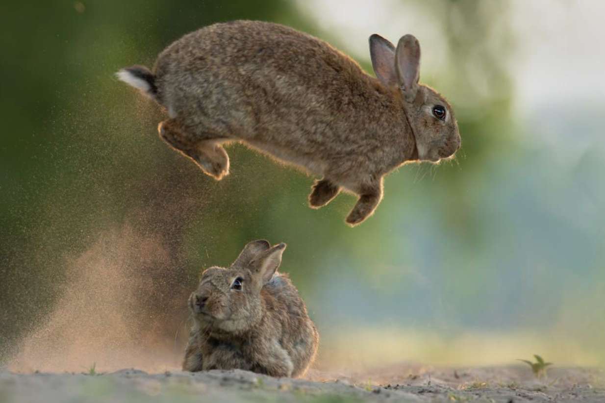 bunnies jumping over each other
