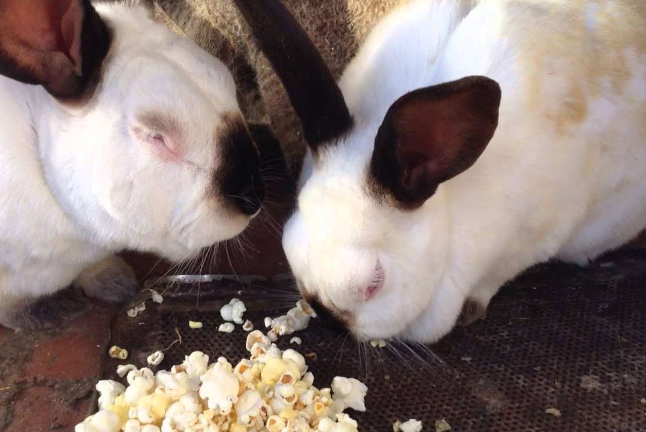 can rabbits have popcorn