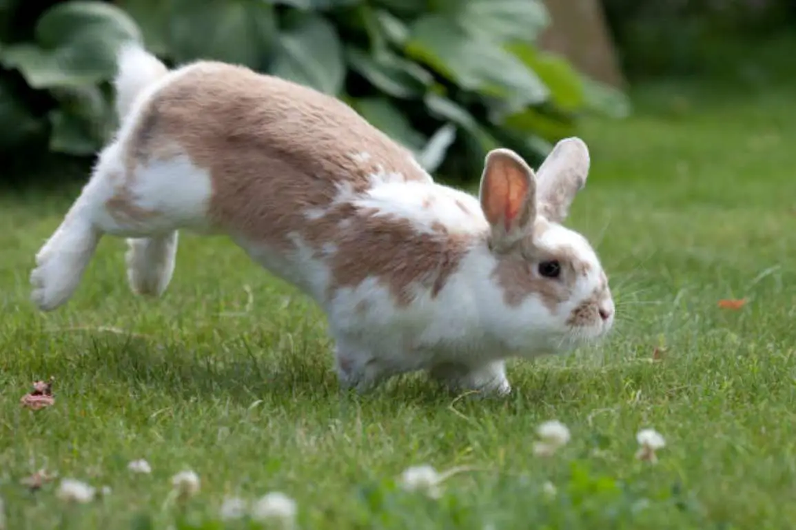 how far can a rabbit jump