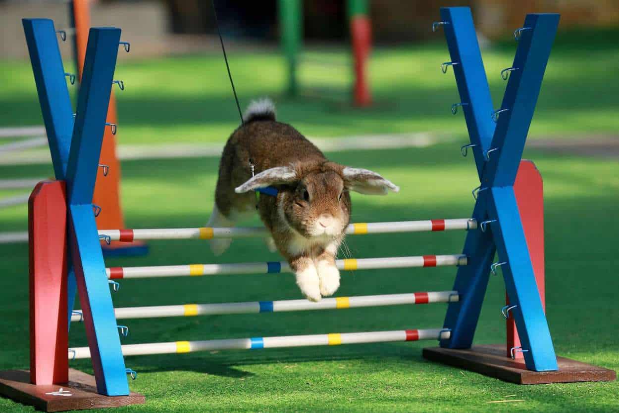 how high do bunnies jump