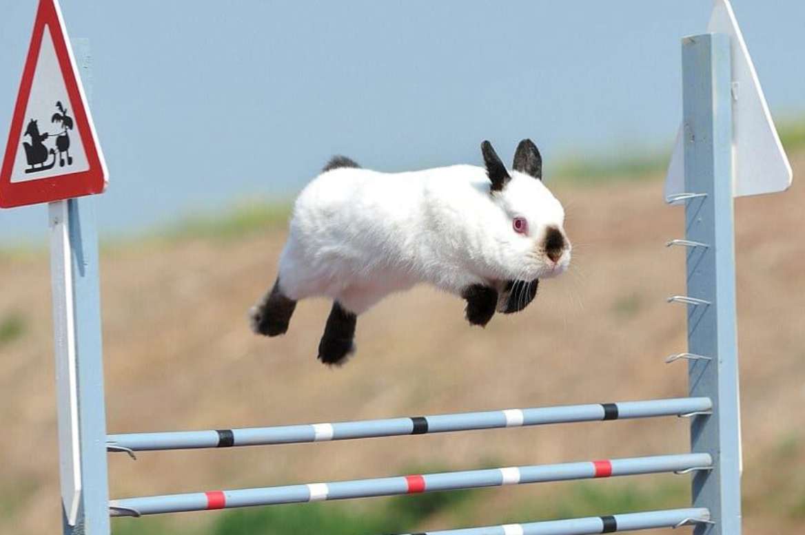how high do rabbits jump