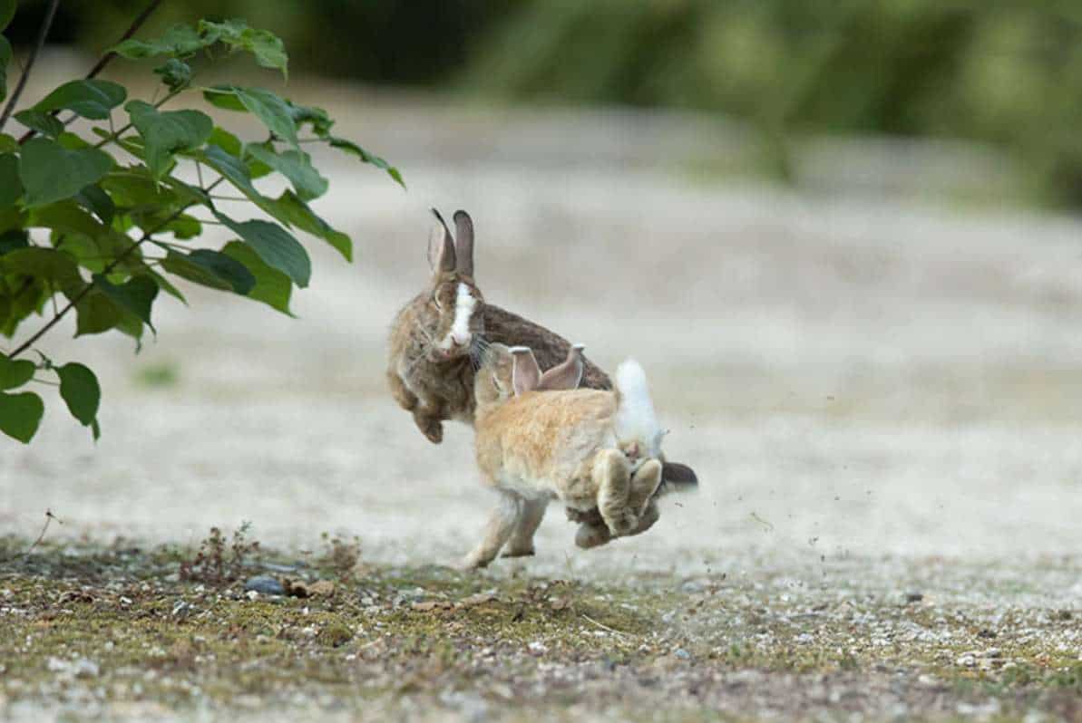jumping rabbits