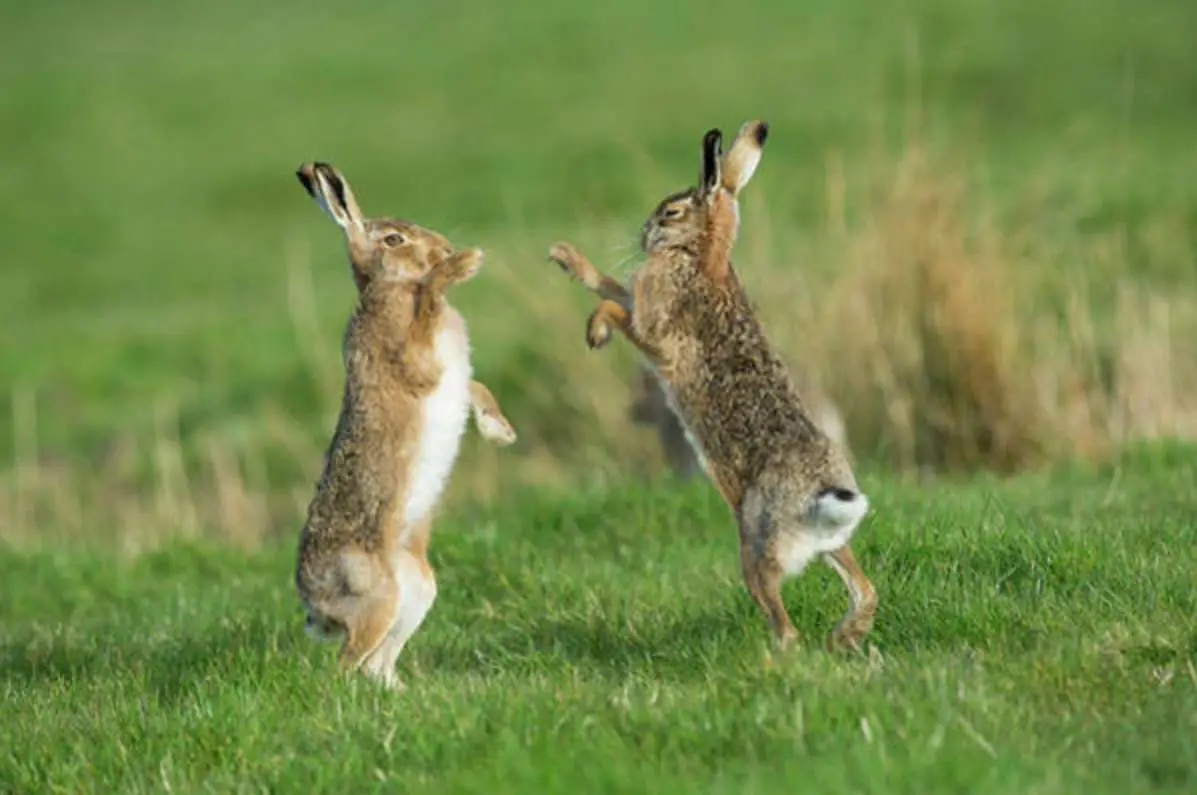 rabbits jumping over each other