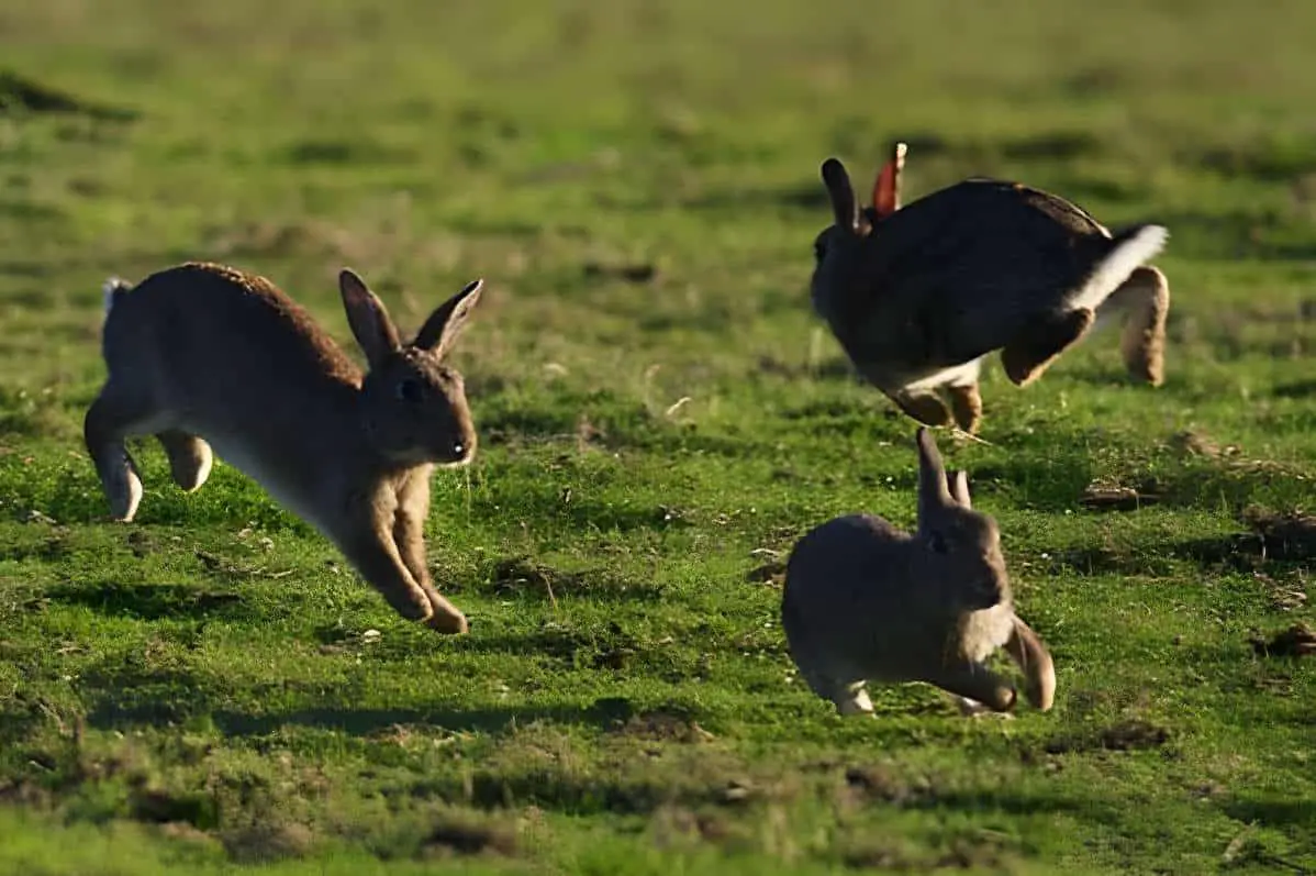 rabbits jumping