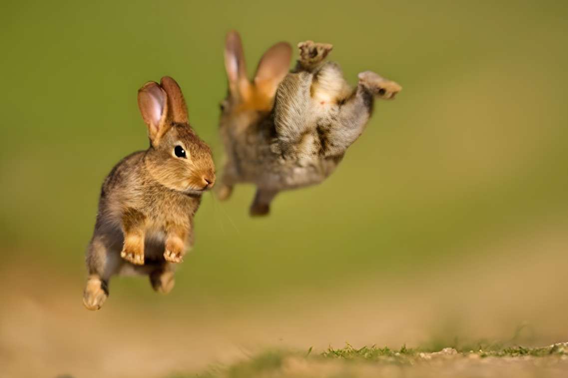 why do rabbits jump over each other