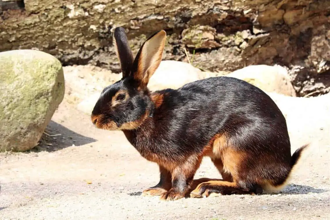 are Belgian Hare rabbits aggressive