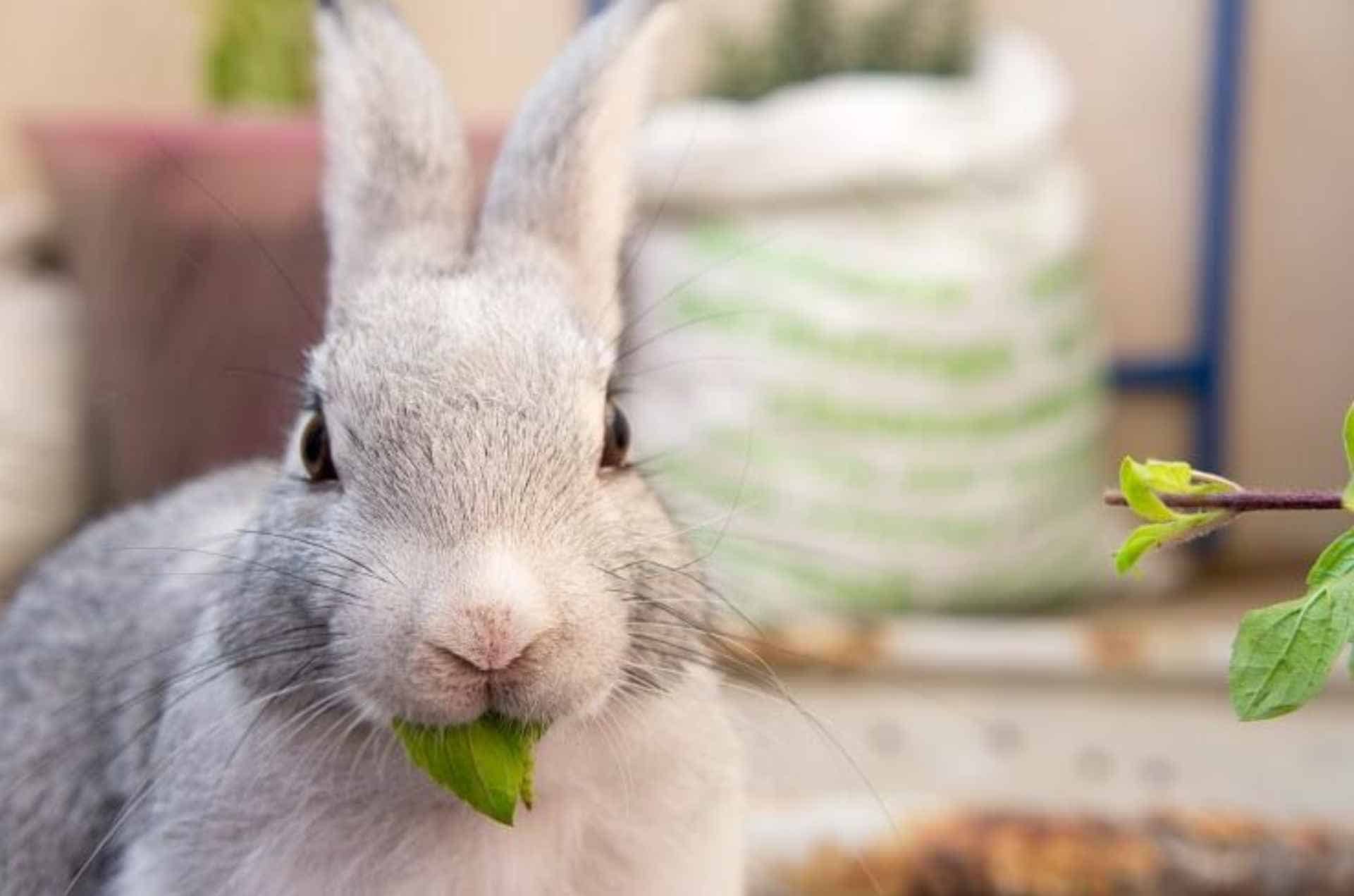 Benefits of Mint for Rabbits