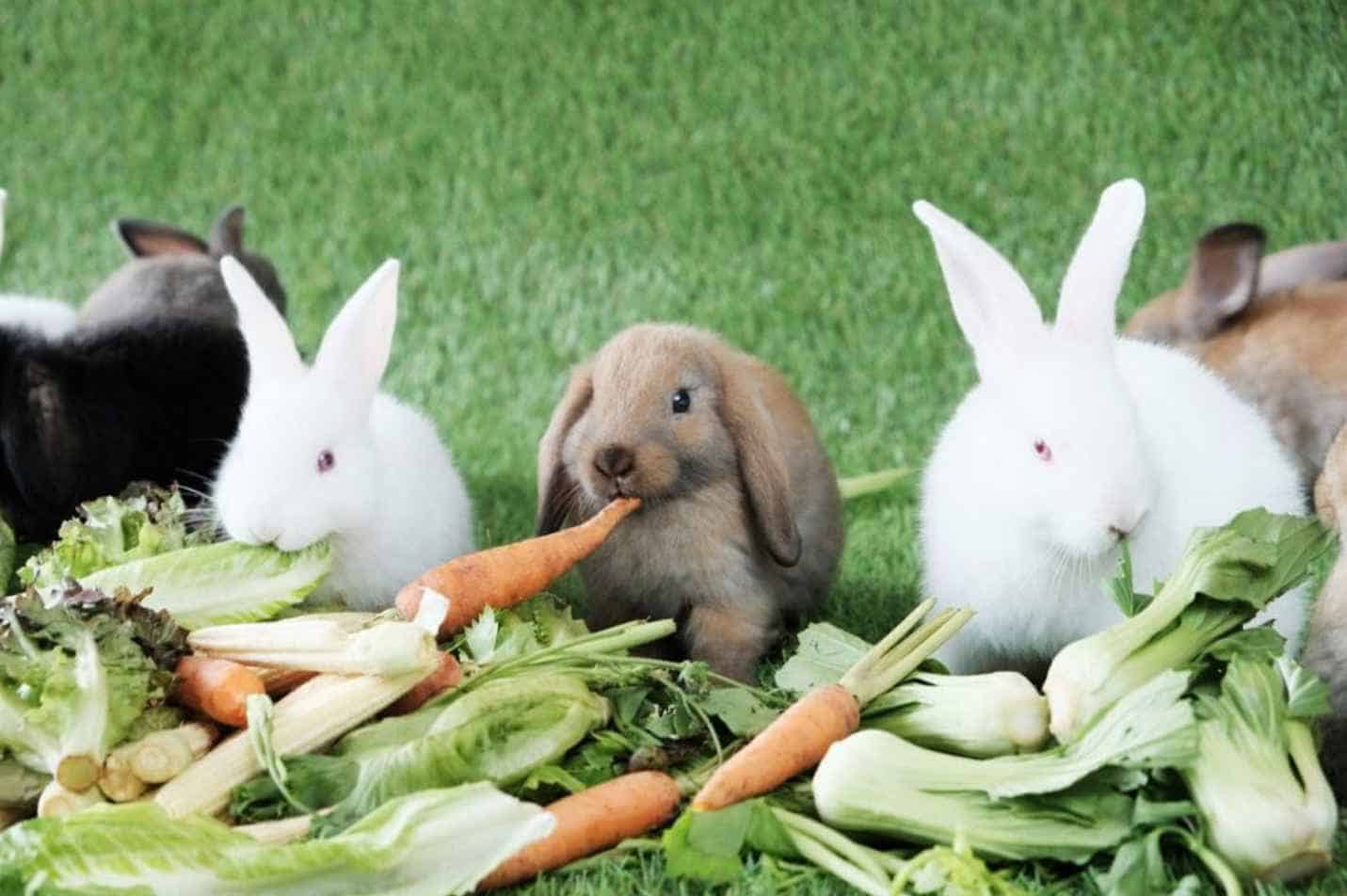 How to Create the Perfect Diet For Your Rabbits