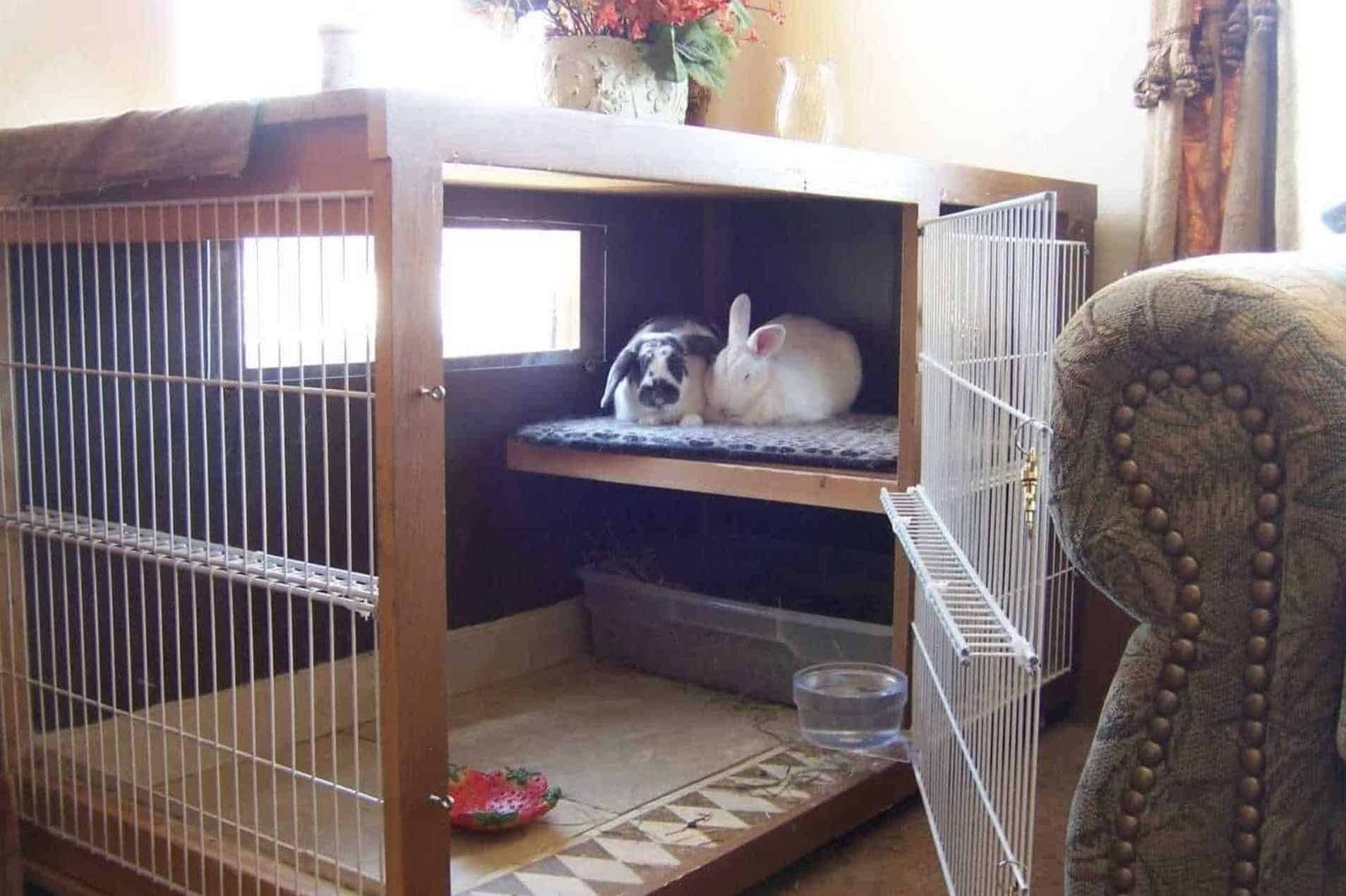 Keep the Rabbit Indoors