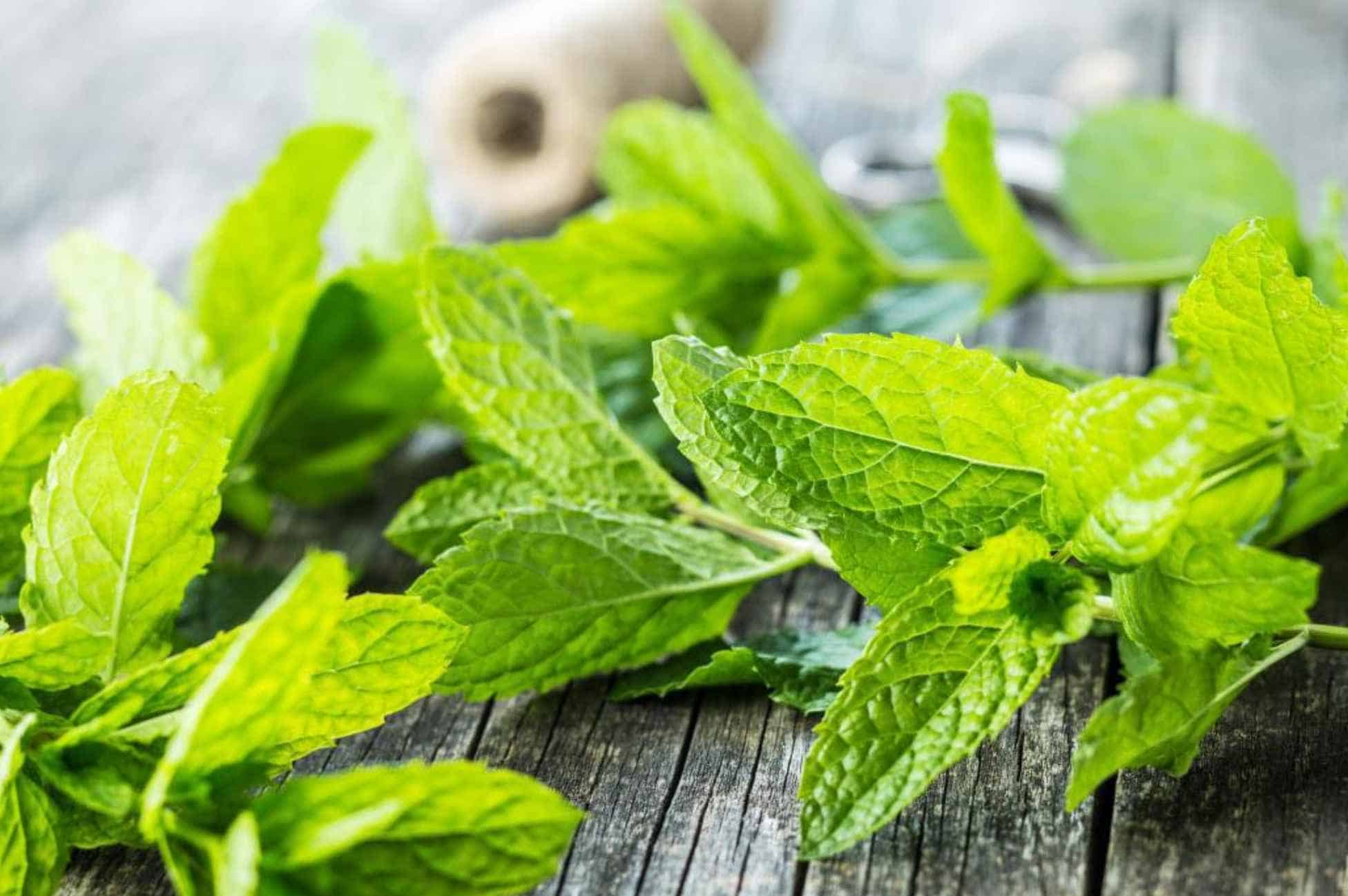 Nutritional Value of Mint