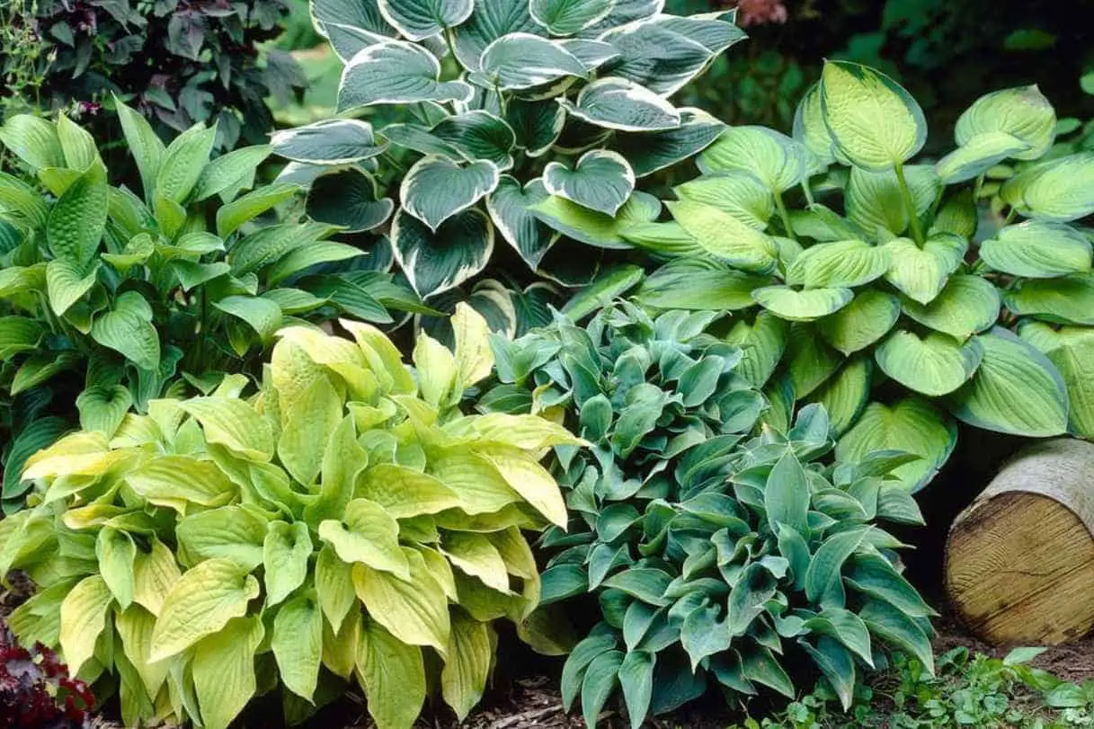What Nutritional Value Does Hostas Offer