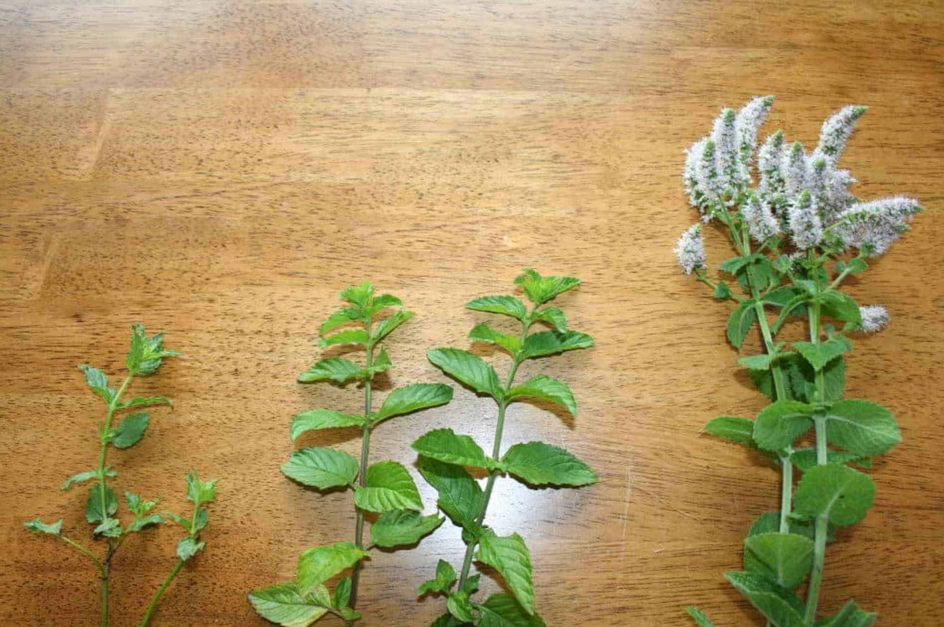 What Types of Mint Can Rabbits Eat