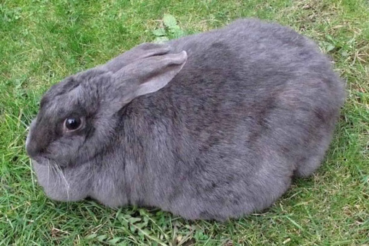 rabbit Digestive Problems