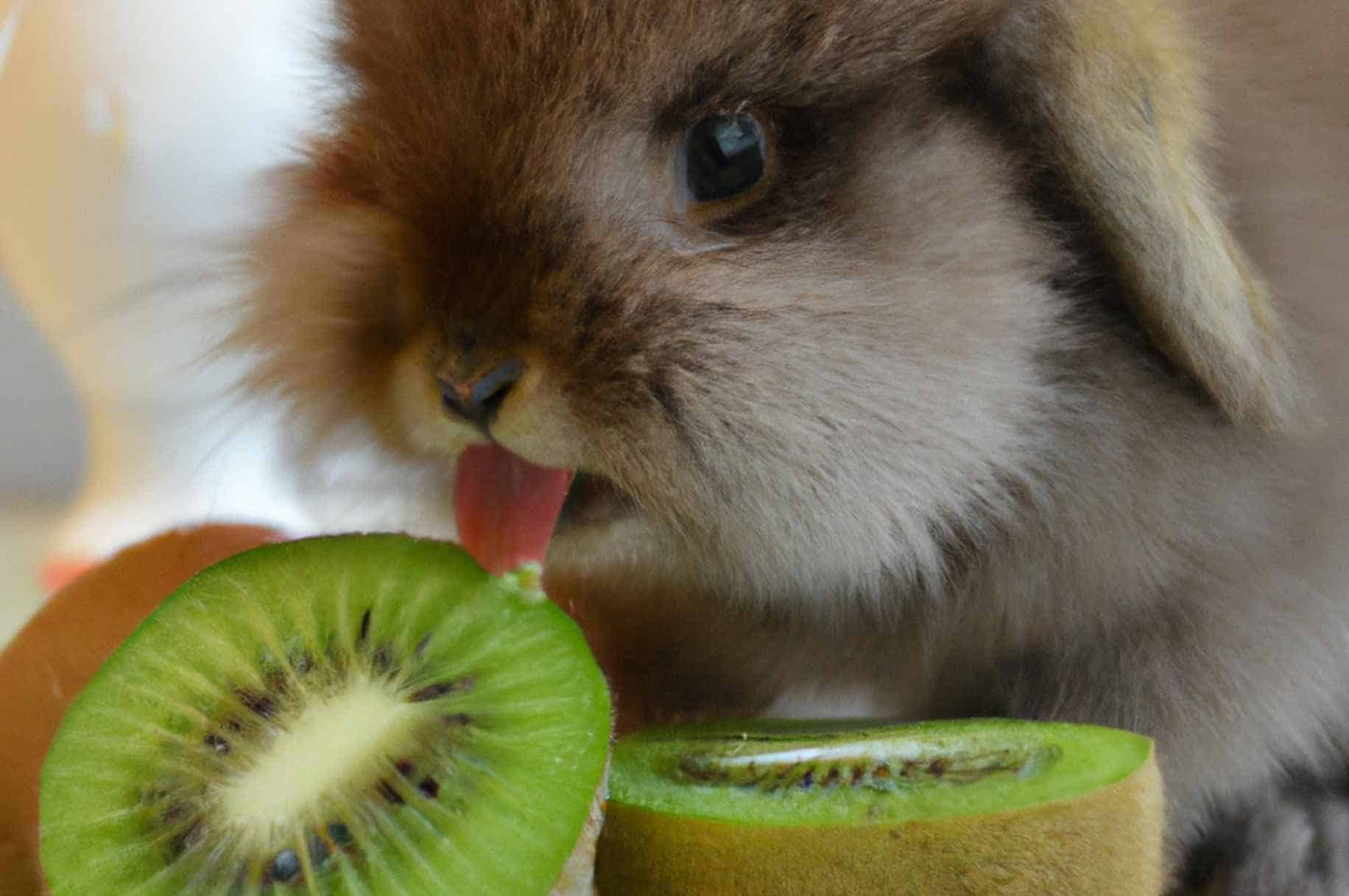 Can Rabbits Eat Kiwi
