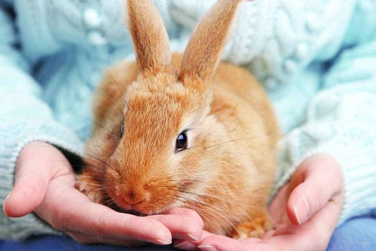 Prevention Pinworms in Rabbits