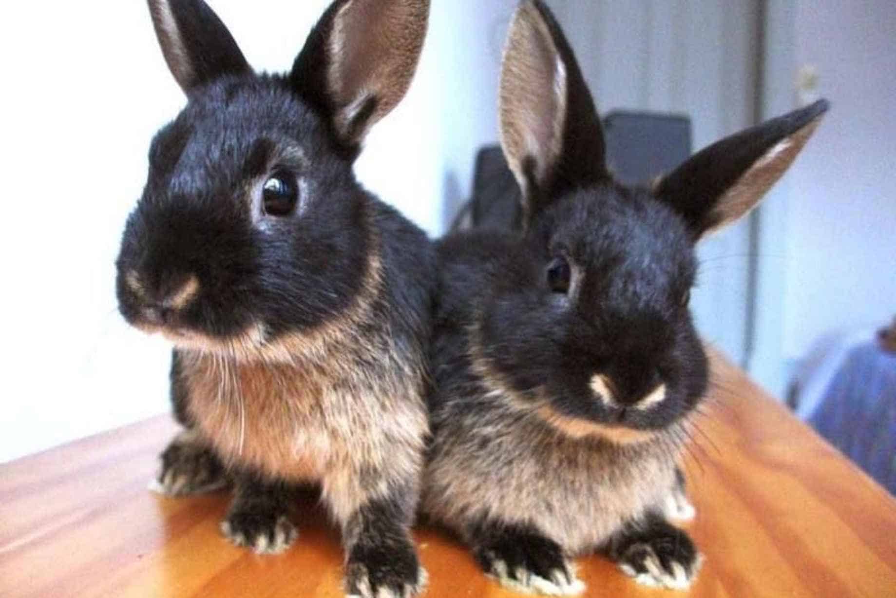 Tan Rabbit Comparable Breed