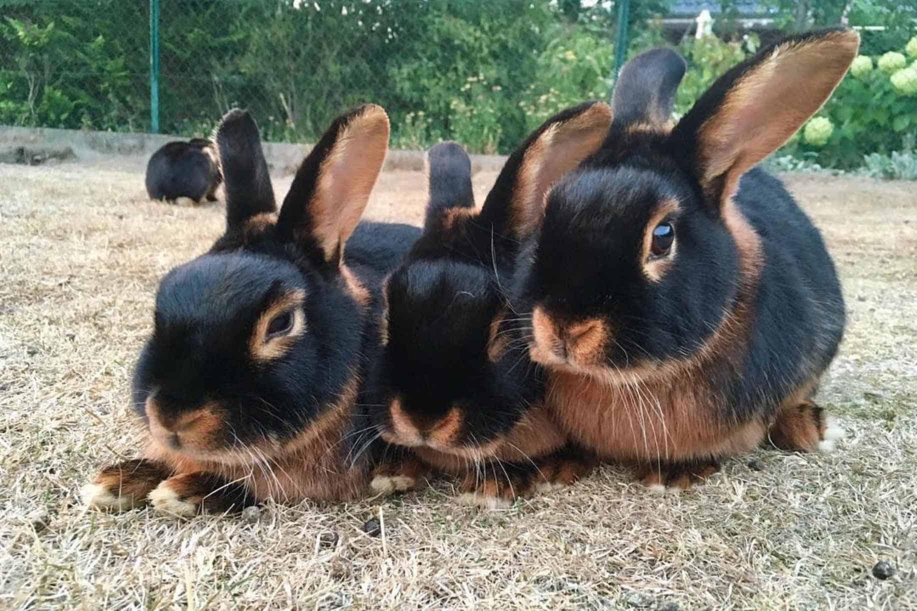 Tan Rabbit Cost and Availability